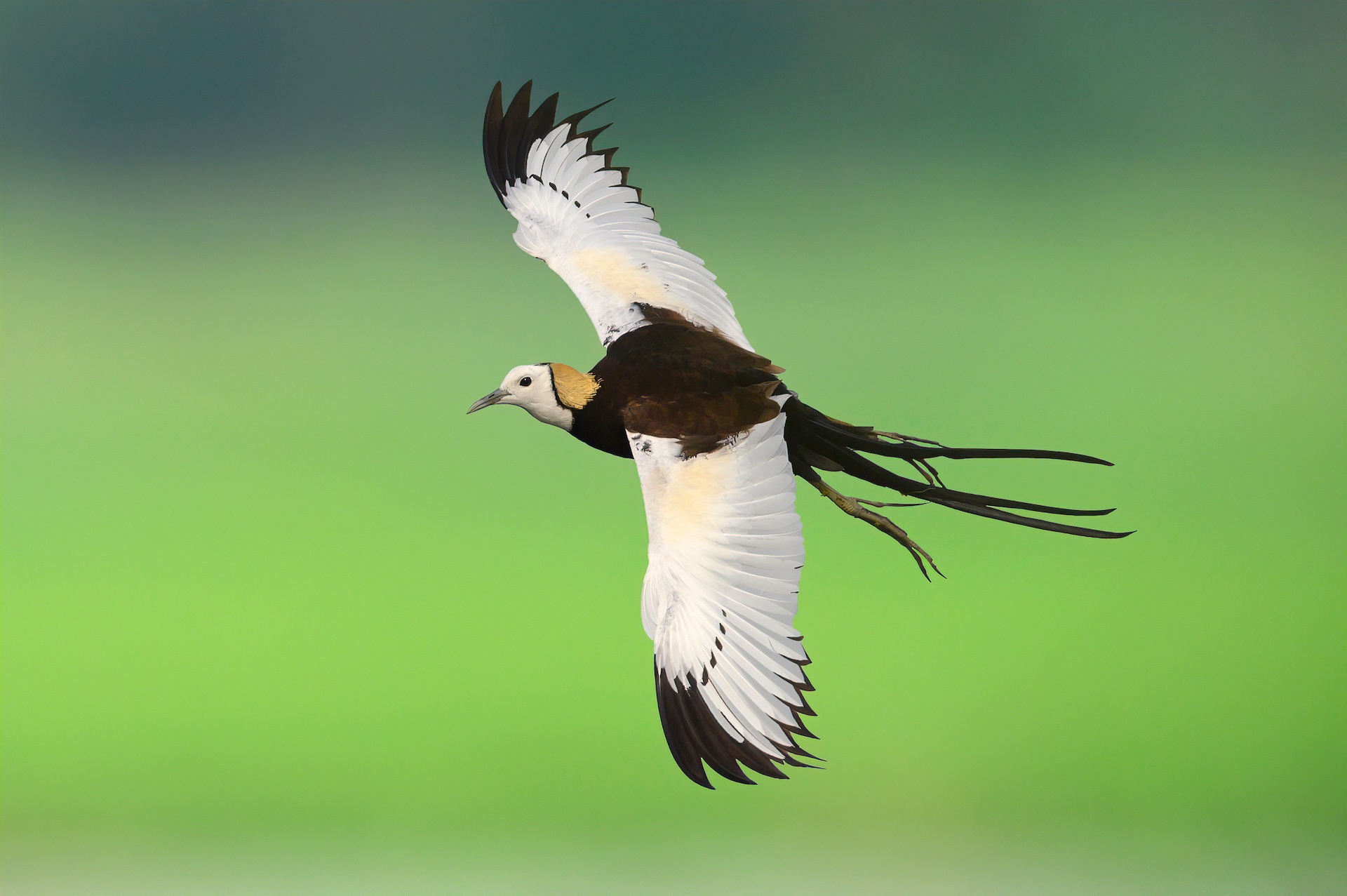Pheasant-tailed jacana By chamnan phanthong